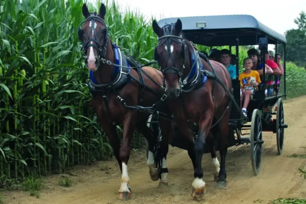 two horses drawing buggy with Amish and tourists